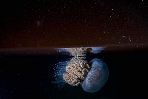 Global Swarming Are Jellyfish Taking Over Our Oceans Australian