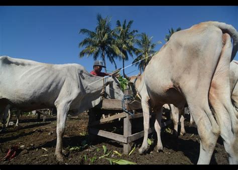 Pasar Sapi Tradisional | ANTARA Foto