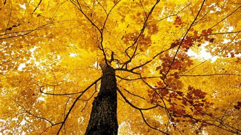 Nature Tree Leaf Autumn Foliage Fall Wallpapers Hd Desktop And