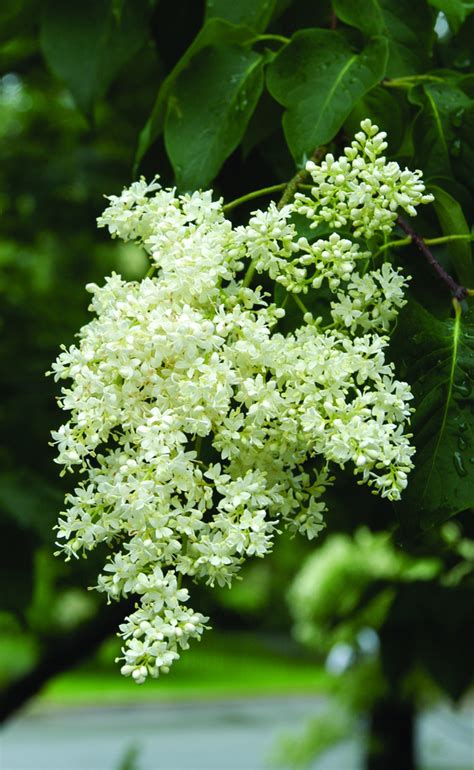Japanese Tree Lilac North American Insects Spiders Sexiz Pix