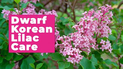 How To Care For Dwarf Korean Lilac Youtube