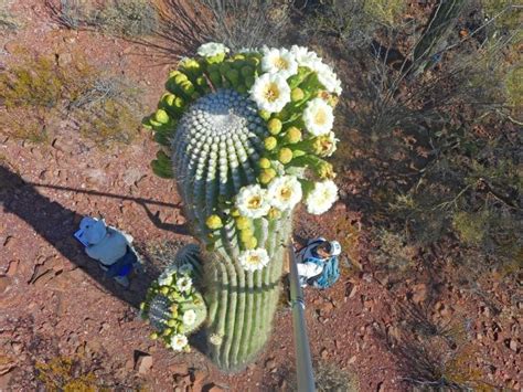 Az State Flower Saguaro Cactus Flower Discover Marana