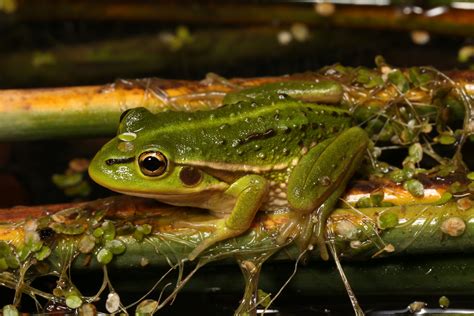 Growling Grass Frog Winton Wetlands