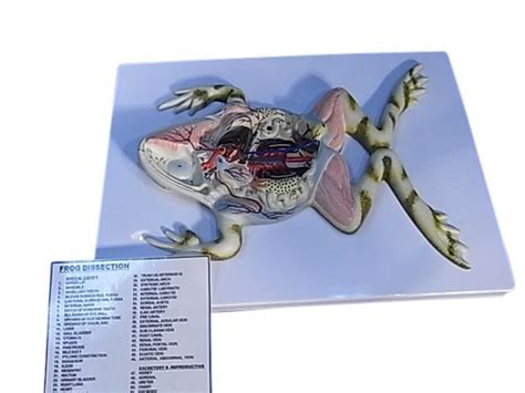 Model Zoological Frog Dissection On Board Iec Designs