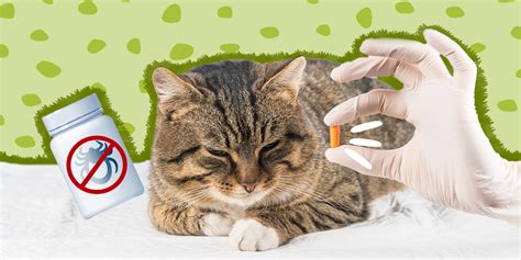 Tick Prevention For Cats How To Protect Your Pet According To A Vet
