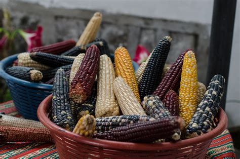 Maya Farming And Maize Corn Maya Archaeologist Dr Diane Davies