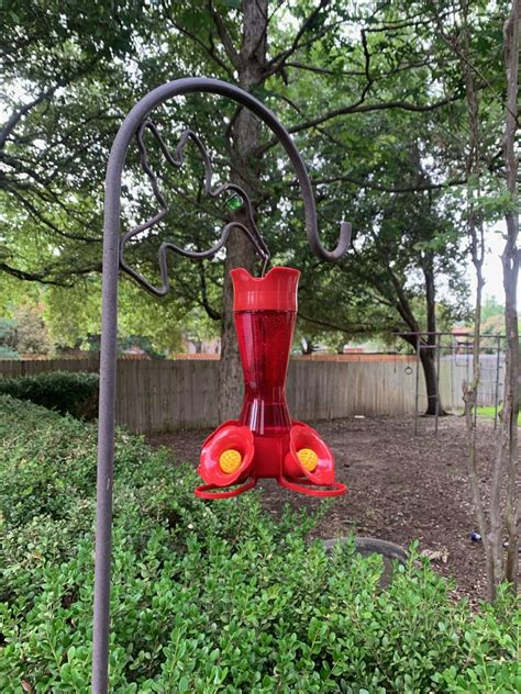 Preparing food for hummingbirds is not difficult; How to Make Hummingbird Food - An Easy Nectar Recipe ...