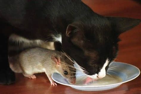 We usually play with a ball or with toy mice in the park or in our garden. 19 Cat And Mouse Friends Examples That Will Make You ...