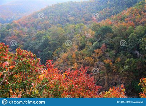 Forest Autumn Color Landscape Of Leaves Changing During Fall Season In Mountain Stock Photo