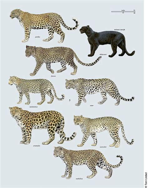 Toni Llobet Nature Illustrated Ca Handbook Of The Mammals Of The World