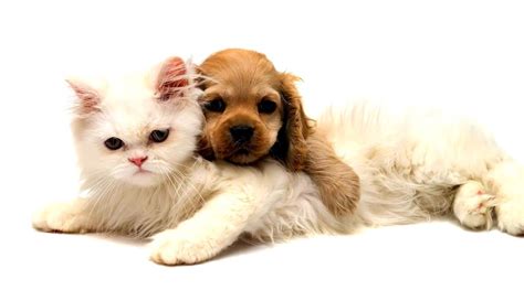Những Hình ảnh đáng Yêu Của Cute Dogs Vs Cute Cats Trên Thế Giới