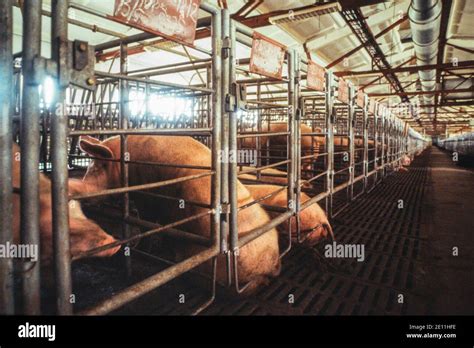 Pigs In Cages Intensive Farming In A Russian Pig Farm 1992 Stock