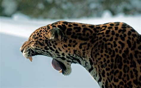 Jaguar Teeth Predator Cat Wallpaper Coolwallpapersme