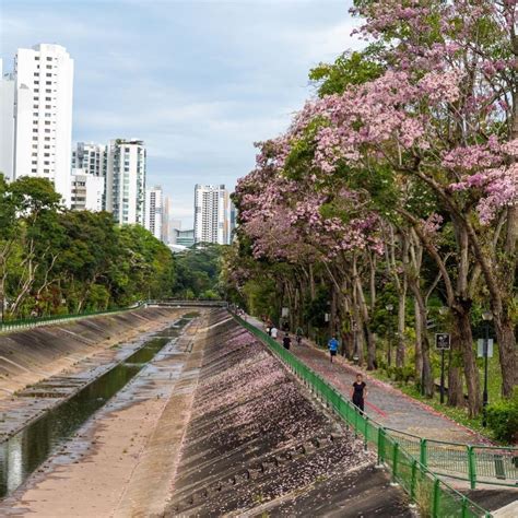 12 Sakura Spots In Singapore With Pretty Pink And White Trumpet Flowers