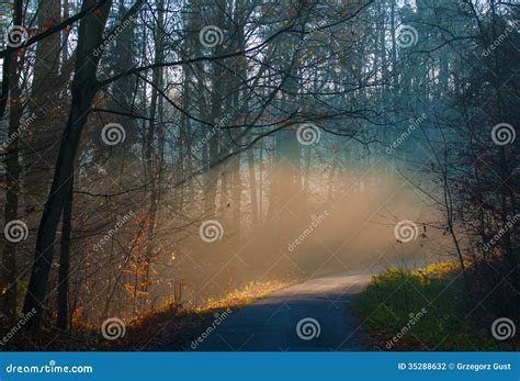 Autumn Forest And Road Stock Photo Image Of Green Alder 35288632