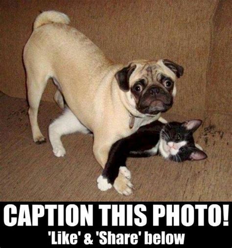 Pin By Cassandra Tylutki On Funny Animals Funny Cats Dog Facts Cute