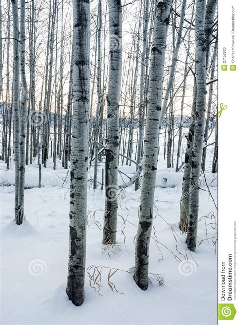 Aspens In Snow White Winter Scene Stock Photo Image Of Nature Grass