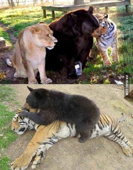 A Lion A Tiger And A Bear This Three Have Been Friends And Living