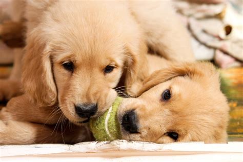 We also provide quality pet foods and supplies. A Guide to Puppy Playtime Habits - Petland Texas
