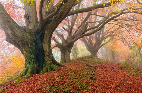 Autumn Fog Forest Wallpapers Hd Desktop And Mobile