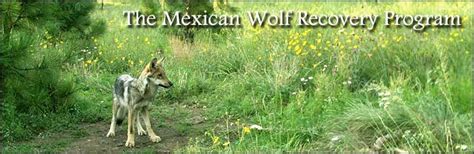 The Mexican Gray Wolf Recovery Program Opportunity To Comment On The