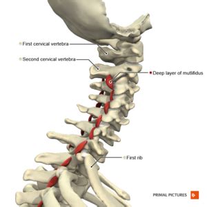 Manipulation Of The Cervical Spine Physiopedia