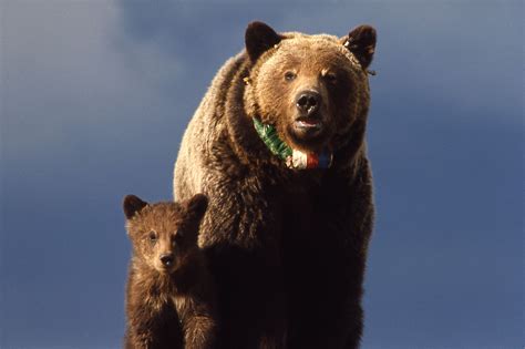 List Of Animals Of Yellowstone Wikipedia