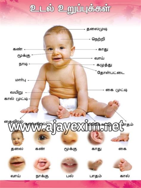 Kata tak nak other contents: Parts Of The Body In Tamil Educational Poster - Buy Organs ...