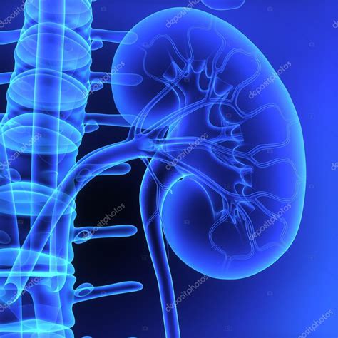 Kidneys Stock Photo By ©sciencepics 73311137