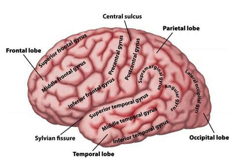 Sylvian Fissure Divides Temporal Lobe From Frontal And Parietal Lobe