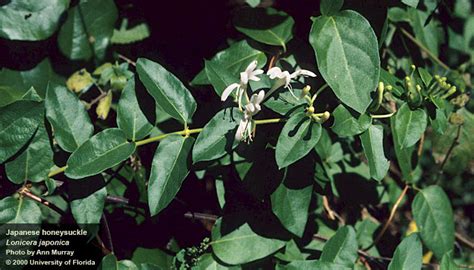 Names of japanese honeysuckle in various languages of the world are also given. | Center for Aquatic and Invasive Plants | University of ...