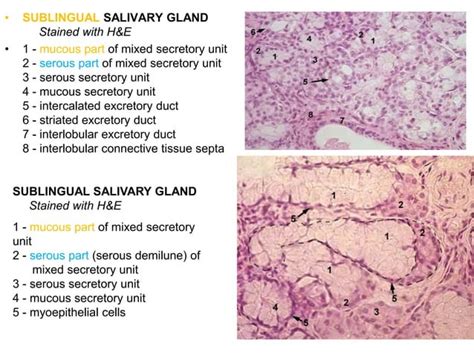 Histology Of The Oral Cavity Ppt