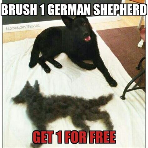 826 Best Black German Shepherd Images On Pinterest German Shepherd