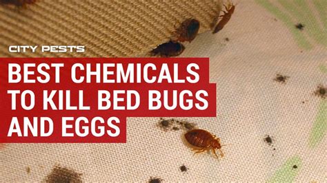 What Are The Best Chemicals To Kill Bed Bugs And Eggs