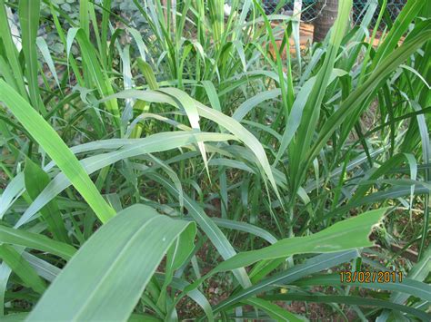 Rumput laut diproduksi di 4 districts dalam skala besar: Arsip: Pasar Domba dan Kambing Online Indonesia: Daftar ...