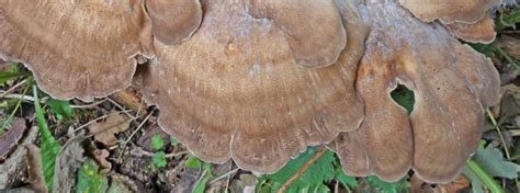 Tree Slippers The Giant Polypore The Mushroom Diary Uk Wild