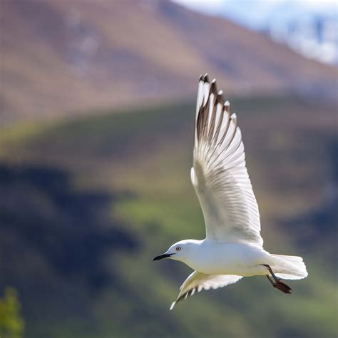 Bird Shallow Focus Photography Of White Bird Flying In The Sky Seagull ...