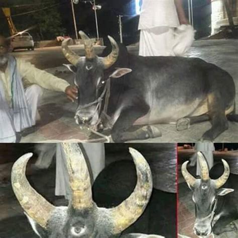 Tapi, kalau diperhatikan lebih dekat lagi, ternyata pria itu hanya memiliki satu mata di wajahnya. Sapi Menyerupai Dajjal Telah Lahir Di India - Gaya Hidup