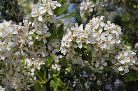 Che belle parole, siamo contenti di trasmettere queste abitiamo vicino e oggi passando davanti al sottobosco abbiamo deciso, senza programmarlo, di fermarci. Cagliari in Verde: marzo 2013