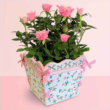 Как нужно питаться чтобы похудеть в домашних условиях меню и время правильно