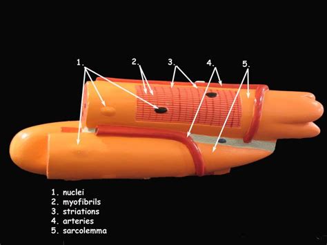 Muscular system diagram blank muscular system diagram with. Skeletal Muscle Cell Model | A&P.2.Skin.Bone.Muscle | Pinterest | Models, Muscle and Skeletal muscle