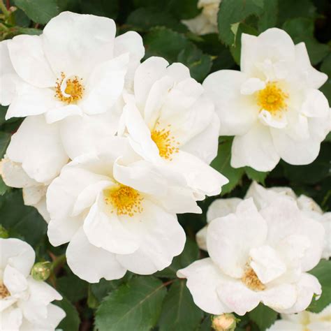 White Knock Out Roses Name