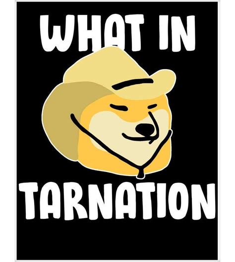 What In Tarnation Meme Discover More Interesting Animal Cowboy Cowboy