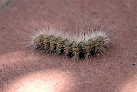 Fuzzy Caterpillar Tiger Moth Estigmene Acrea BugGuide Net