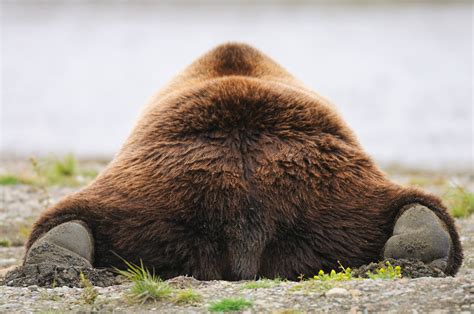 Grizzly Bear Lying Prone From Behind Expeditions Alaska