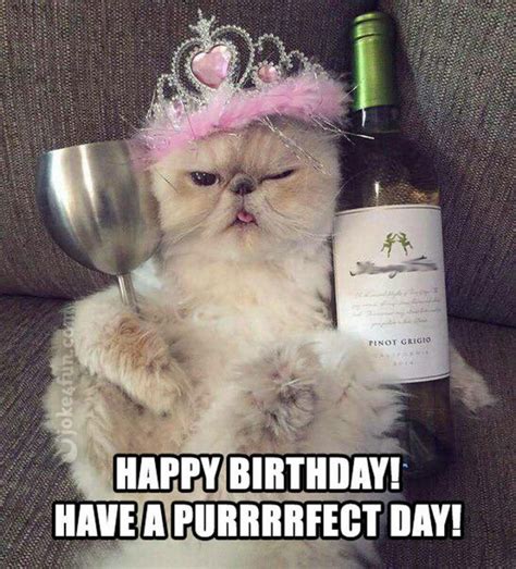 Birthday Quotes 101 Funny Cat Birthday Memes For The Feline Lovers In