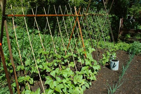 I made a tower for my pole beans. Bean Trellis » Top Tips on Making and Selecting