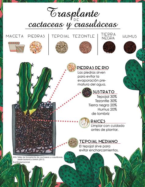 Infografía De Transplante De Cactaceas Y Crasuláceas By Losdibujosde