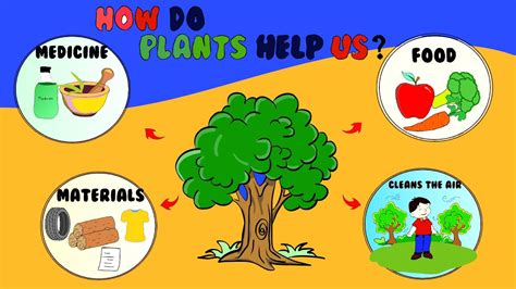 Use Of Plants For Kids How Are Plants Important To Us How Plants