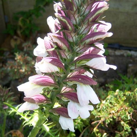 Acanthus Spinosus